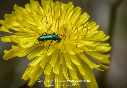 Insecte des Jardins de Charente Maritime