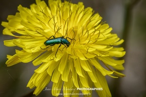 Insecte des Jardins de Charente Maritime