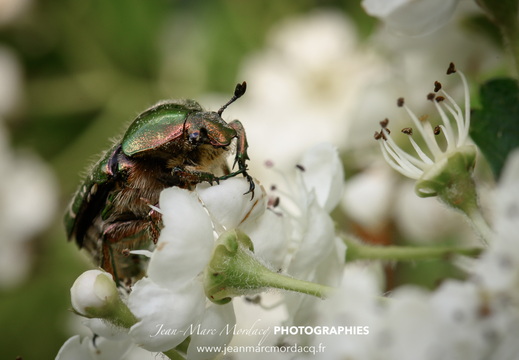 Insecte des Jardins de Charente Maritime