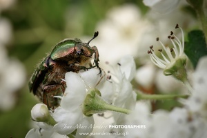 Insecte des Jardins de Charente Maritime