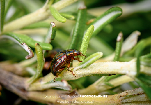 Insecte des Jardins de Charente Maritime