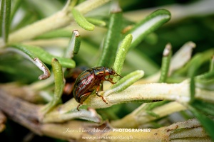 Insecte des Jardins de Charente Maritime