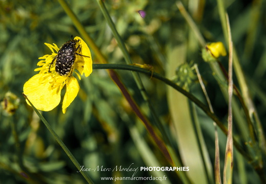 Insecte des Jardins de Charente Maritime