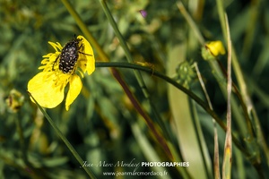 Insecte des Jardins de Charente Maritime