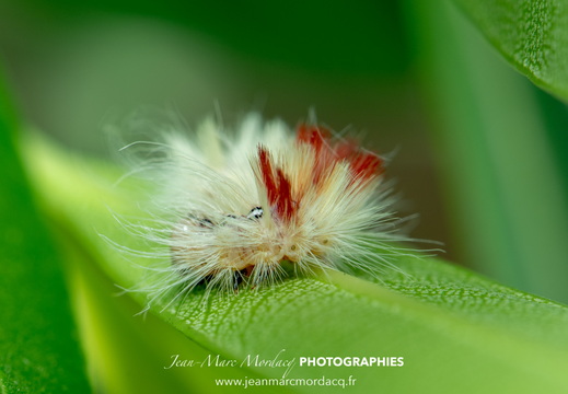 Insecte des Jardins de Charente Maritime
