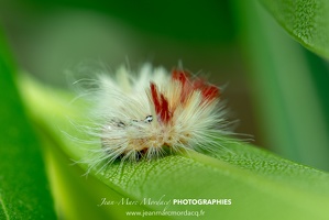 Insecte des Jardins de Charente Maritime