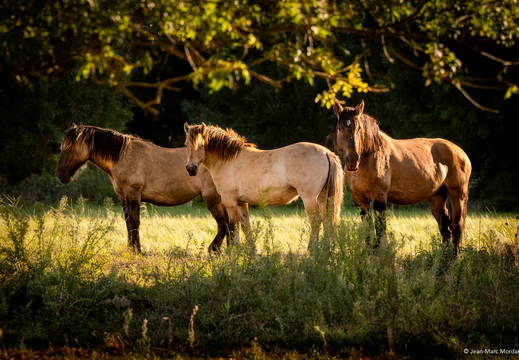 Les Chevaux