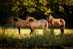 Les Chevaux